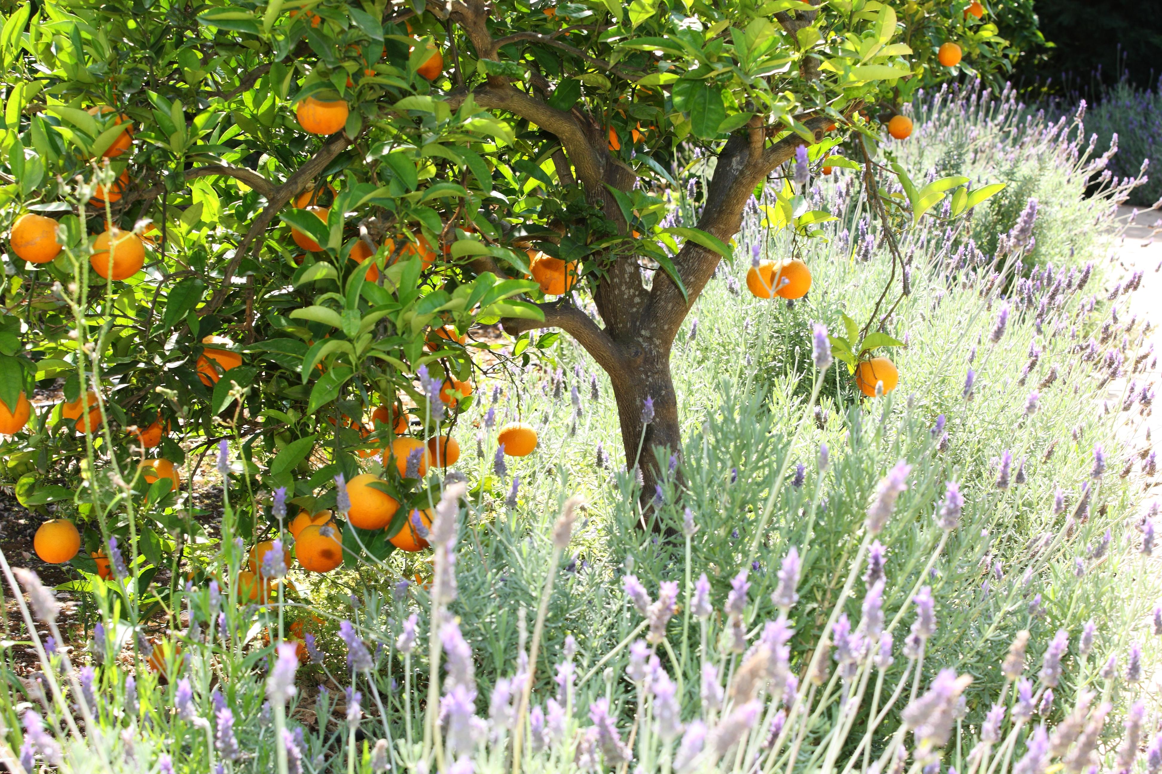 Finca Ca'S Curial - Agroturismo - Adults Only Sóller Eksteriør billede