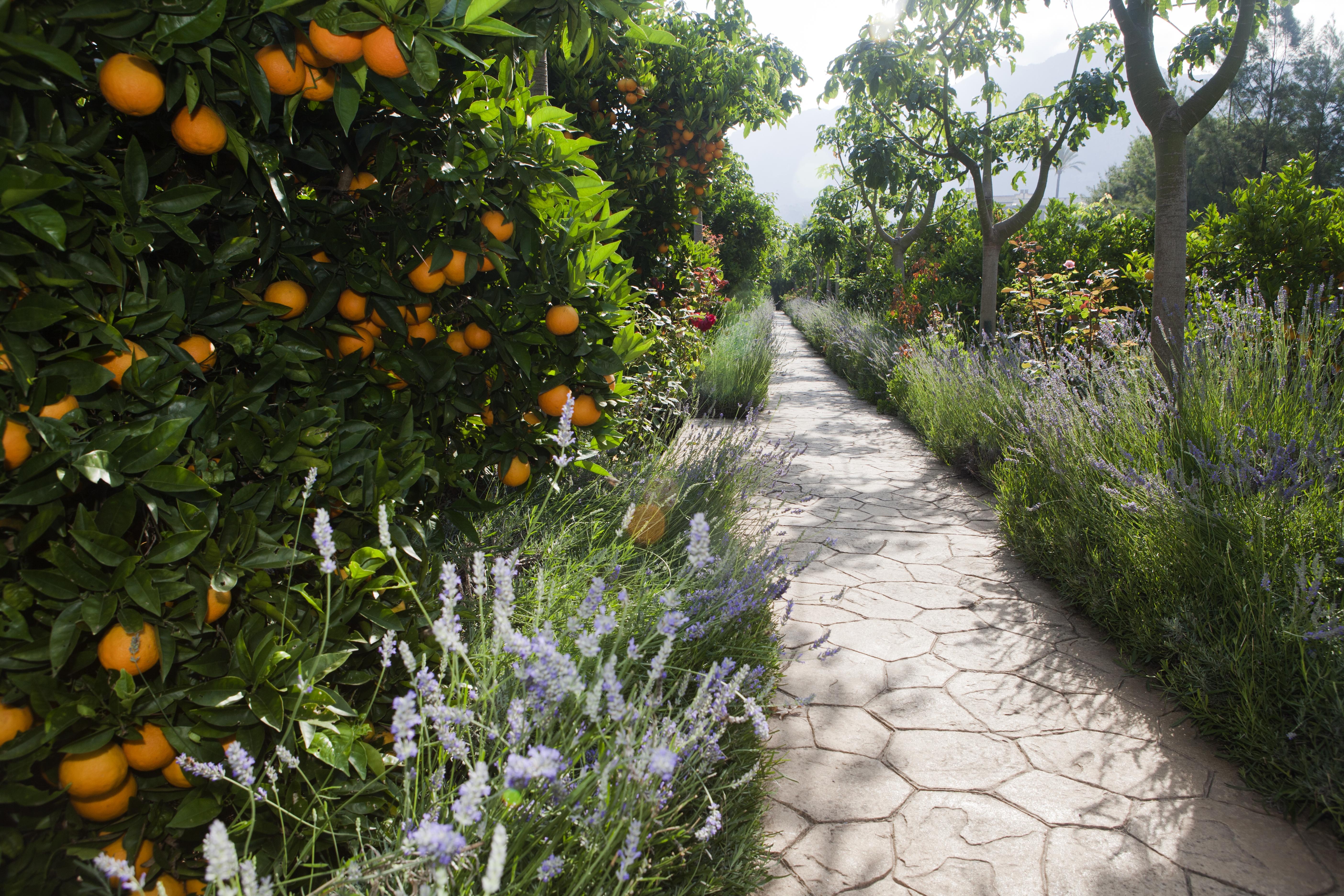 Finca Ca'S Curial - Agroturismo - Adults Only Sóller Eksteriør billede