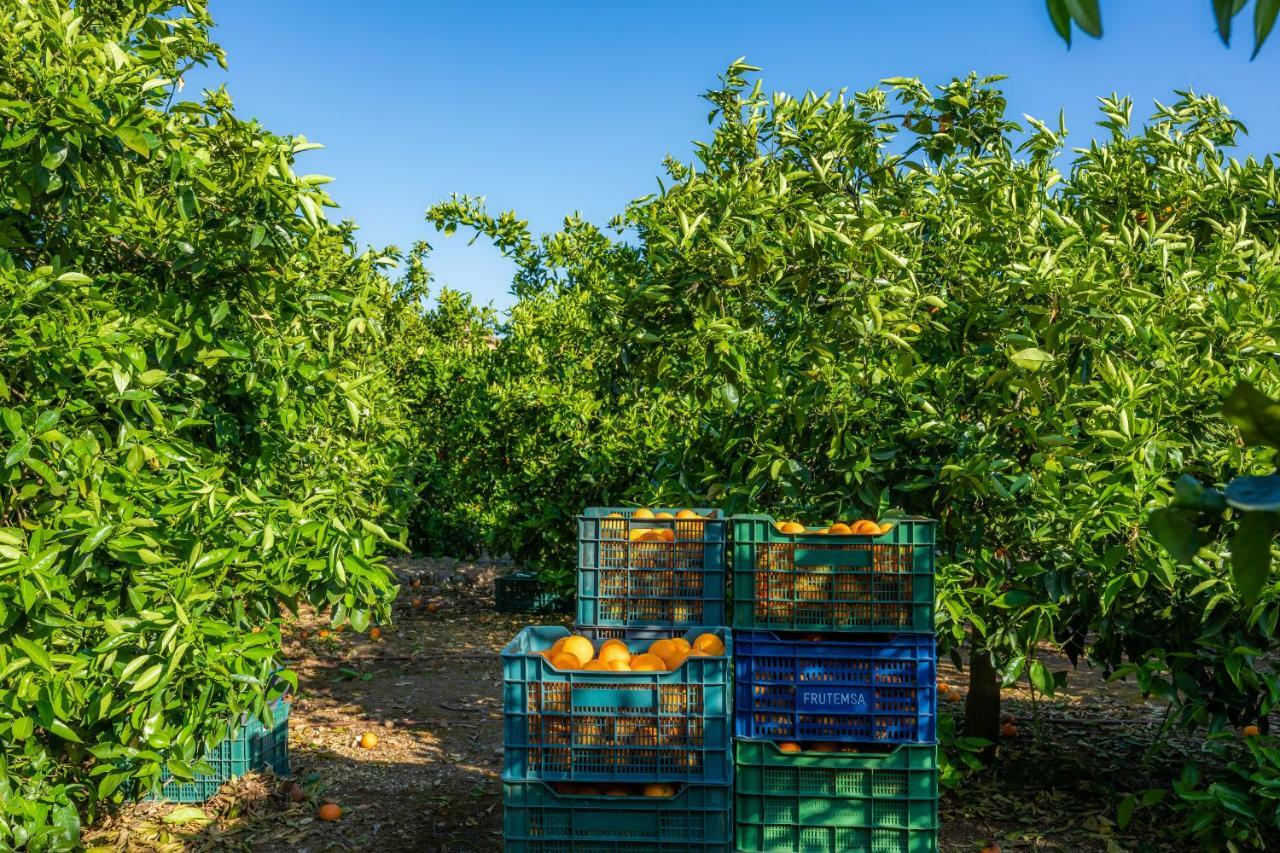 Finca Ca'S Curial - Agroturismo - Adults Only Sóller Eksteriør billede