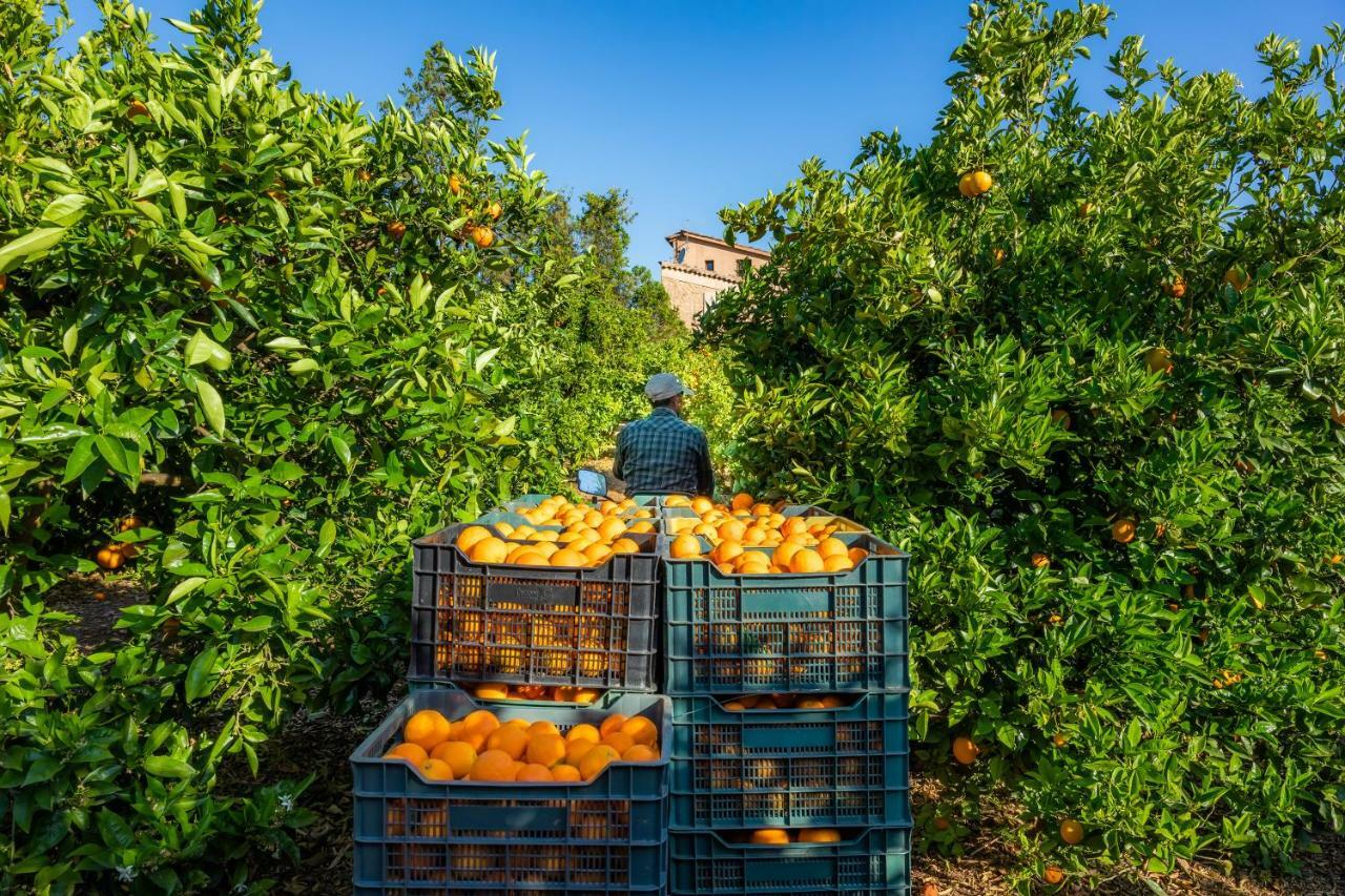 Finca Ca'S Curial - Agroturismo - Adults Only Sóller Eksteriør billede